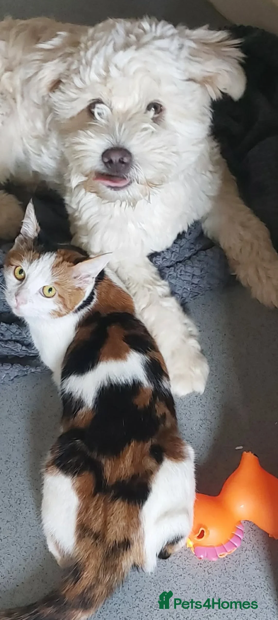 Mixed Breed dogs for adoption: Bonded brothers small breed  - Advert 2