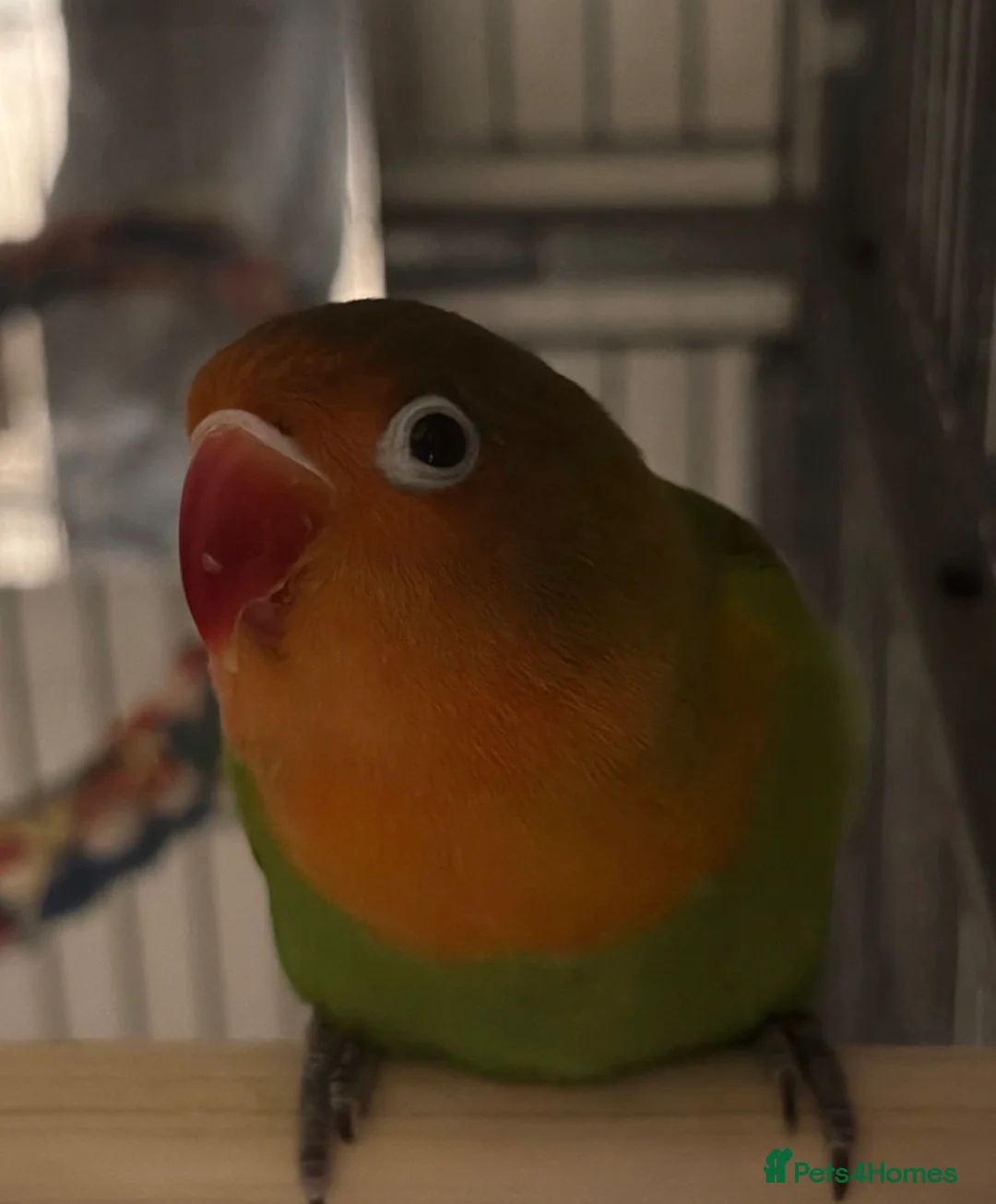 Lovebirds birds for sale: Love bird with XL cage and Large cage  in London - Advert 2