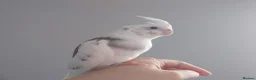 Cockatiels birds for sale: Hand reared silly tame DNA sexed baby cockatiels  - Advert 19