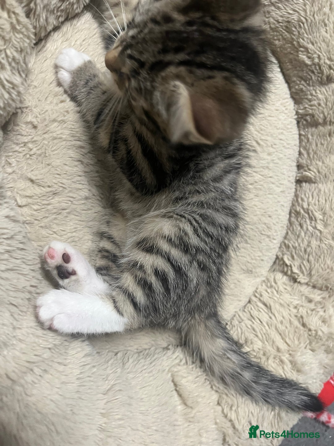 Mixed Breed cats for sale: 🐾 Beautiful 6week old mix tabby Kittens - Advert 21