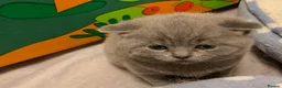 British Shorthair cats for sale: Beautiful British Shorthair Kittens  - Advert 20