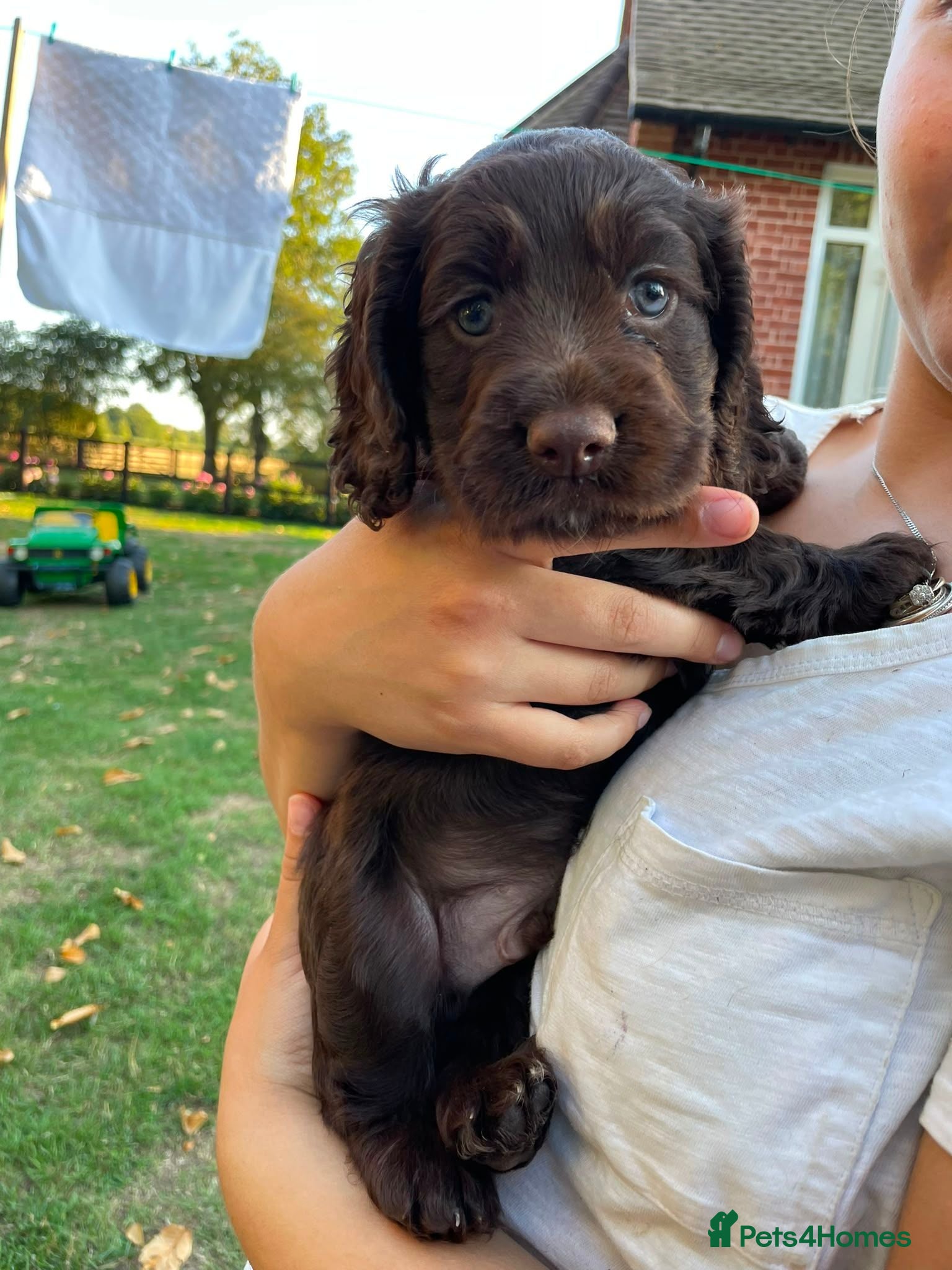 Cocker Spaniel dogs Gamekeeper bred working cockers - Advert 7