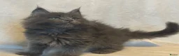 Maine Coon cats for sale: Stunning TICA Maine Coon Kittens active possible  - Advert 6