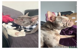 French Bulldog dogs for sale: 8 KC Reg’d French Bulldog Pups For Sale - Image 4