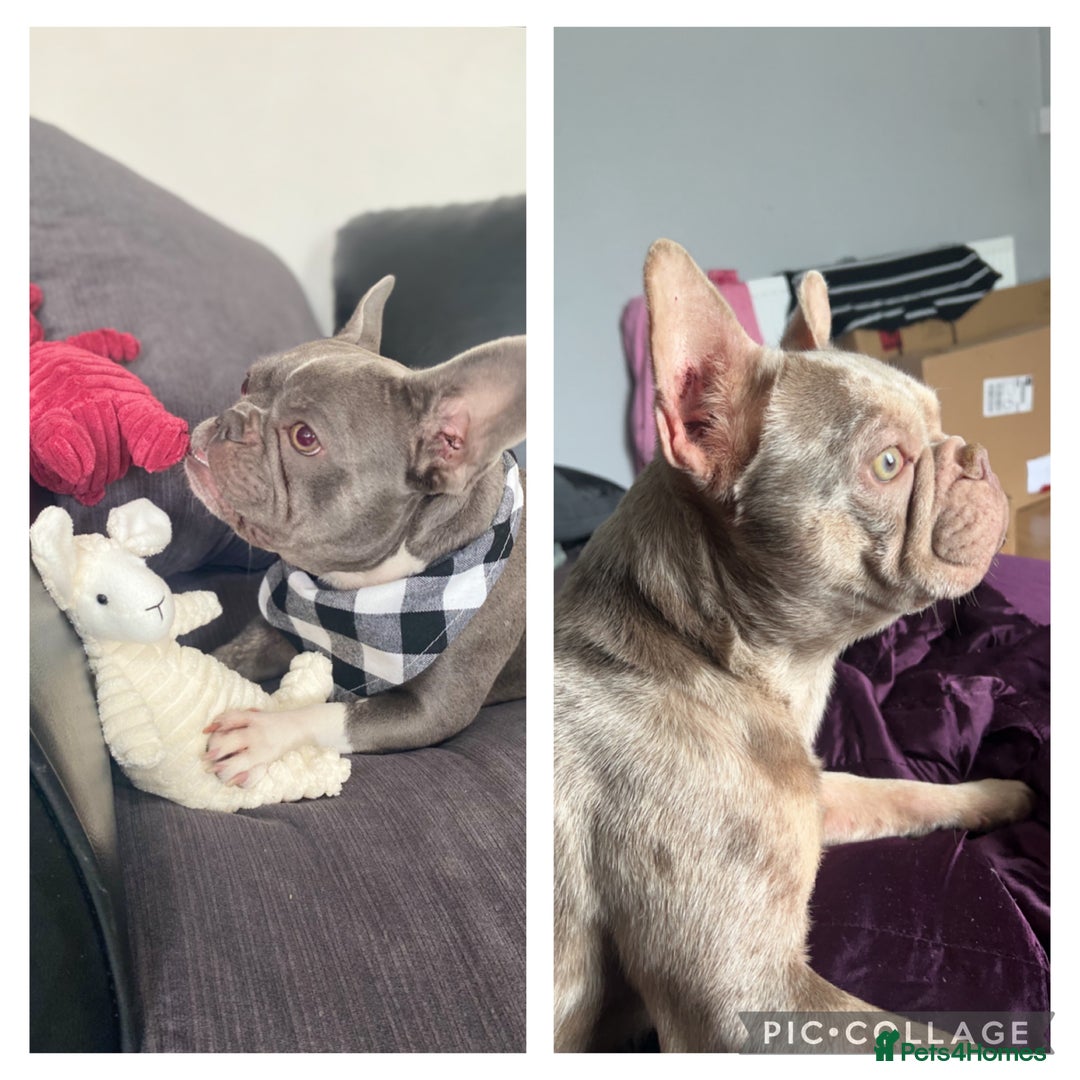 French Bulldog dogs for sale: 8 KC Reg’d French Bulldog Pups For Sale - Image 4