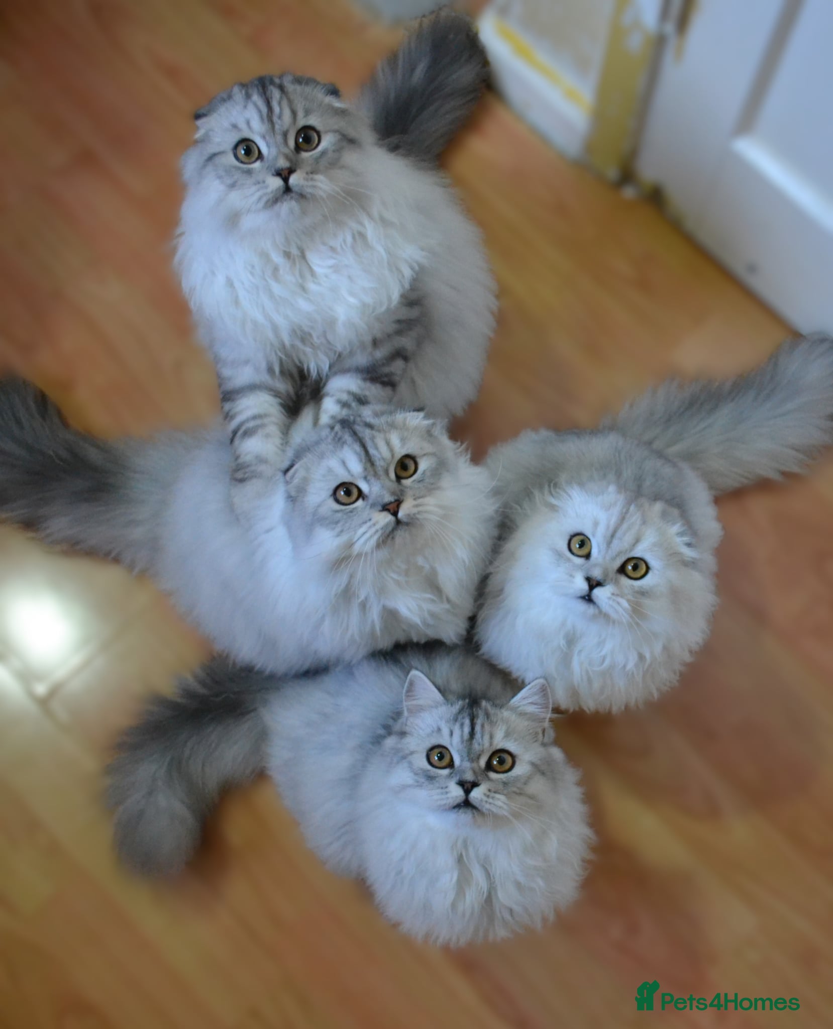Scottish Fold cats Scottish fold kittens ❤️ - Advert 5