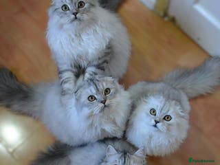 Scottish Fold cats Scottish fold kittens ❤️ - Advert 5