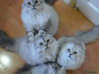 Scottish Fold cats Scottish fold kittens ❤️ - Advert 3