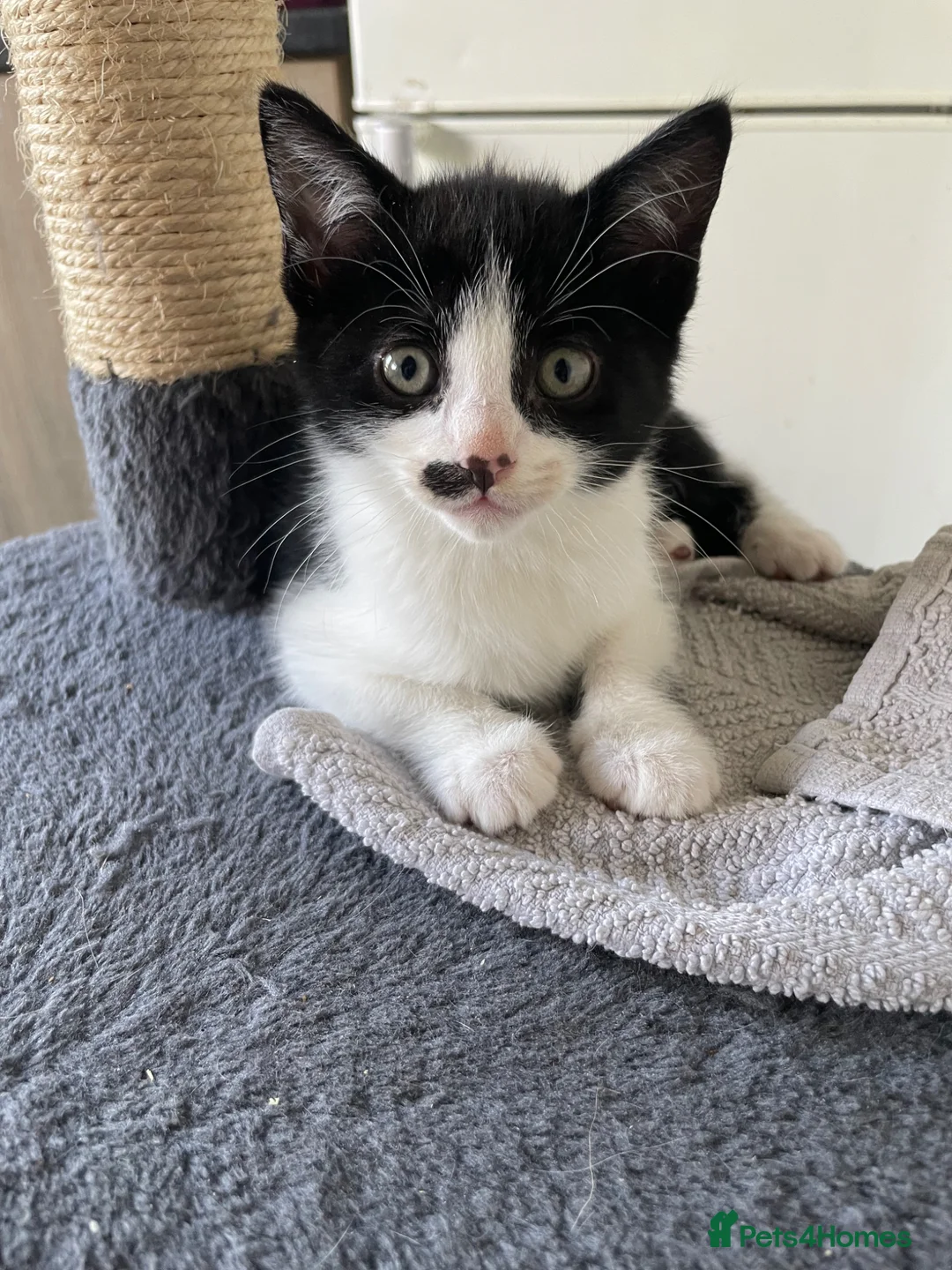 Mixed Breed cats for sale: 1 beautiful boy left  - Advert 1