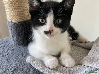 Mixed Breed cats 1 beautiful boy left - Advert 4