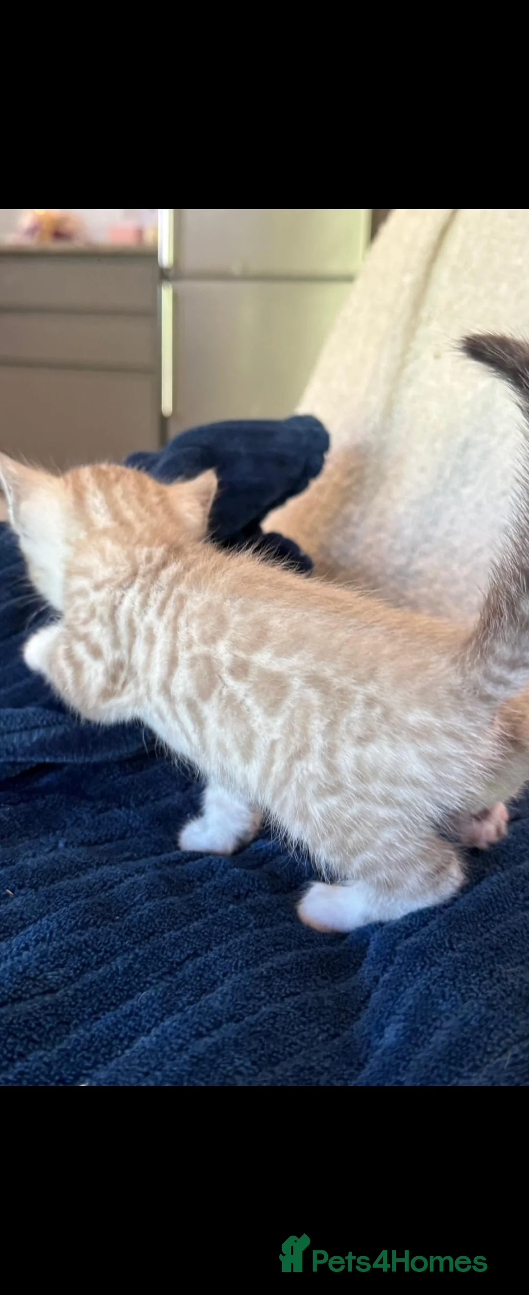 Bengal cats for stud: Proven Snow Bengal for studd in Southampton - Advert 29