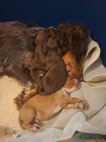 Cocker Spaniel dogs - Advert 8