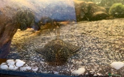 Plecos fish for sale: Male bristlenose pleco - Image 3