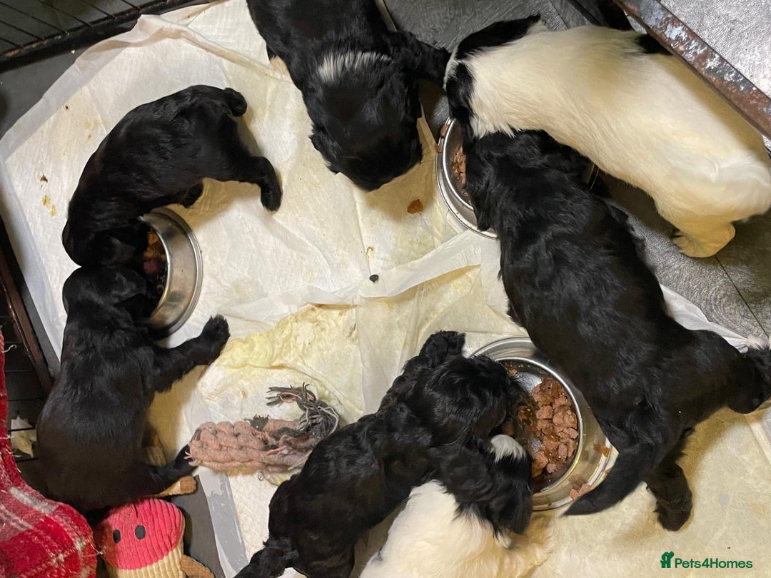 Mixed Breed dogs for sale: Stunning Sproodle x Shih Tzu pups ready 26/1 - Advert 17