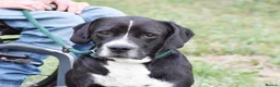 Mixed Breed dogs for adoption: Monky - Advert 1