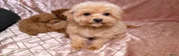 Maltipoo dogs for sale: ⭐️F1B Maltipoo⭐️Exceptional bloodline - Advert 21