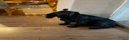 Cocker Spaniel dogs for sale: Kc registered cocker spaniel puppies  in Okehampton - Advert 10