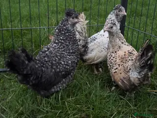 Chickens poultry Araucana chickens - Advert 5