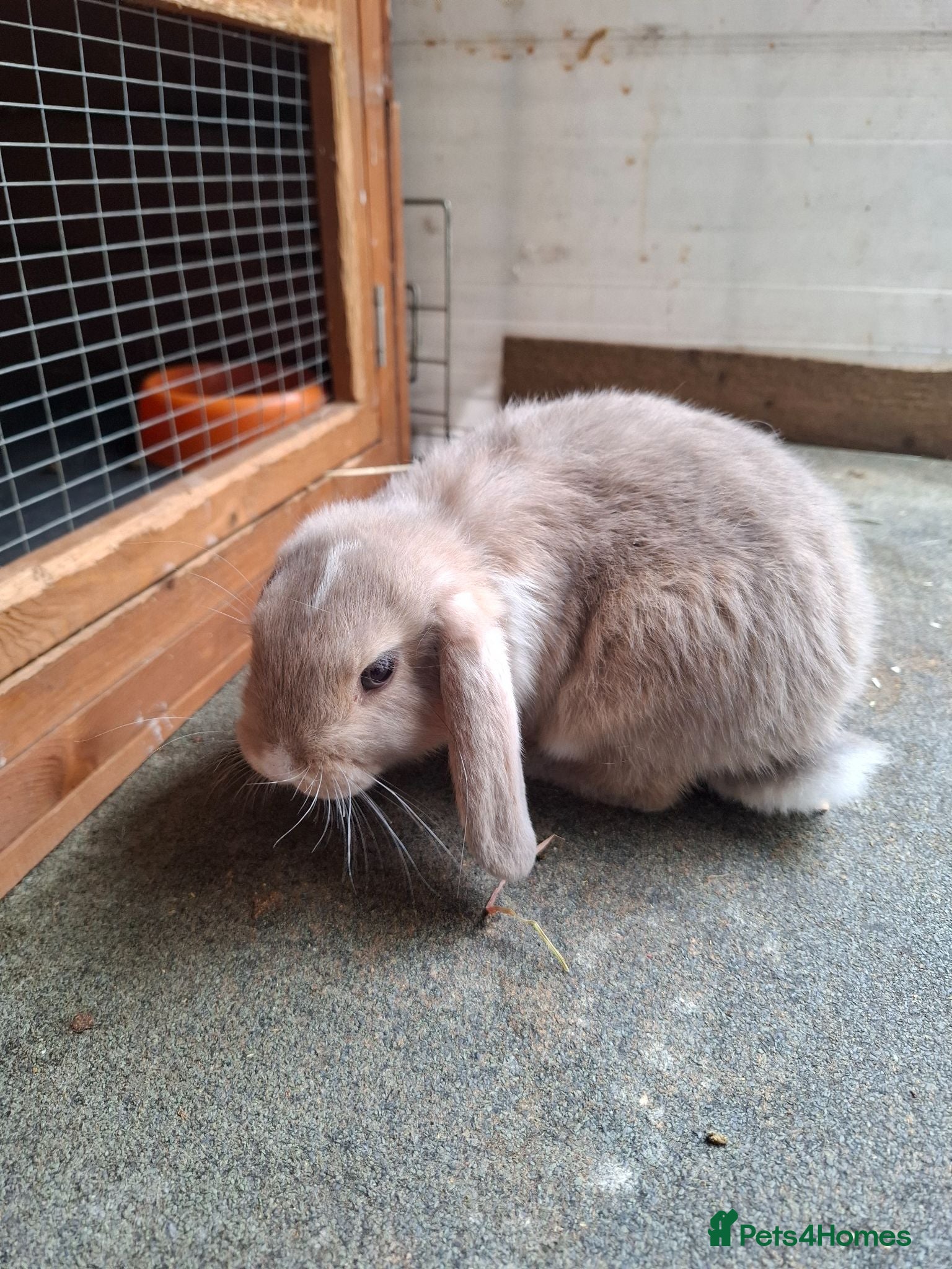 Mini Lop rabbits Mini Lops - Advert 1