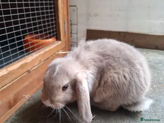 Mini Lop rabbits Mini Lops - Advert 6