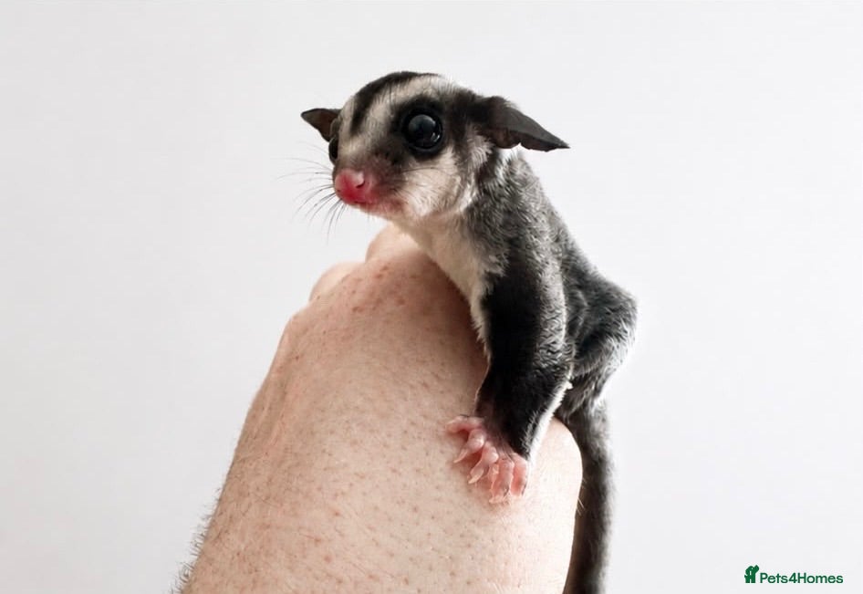 Sugar Glider rodents Black beauty male sugar glider  - Advert 11