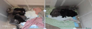Black British Shorthair 3