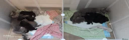 British Shorthair cats for sale: BSH GCCF reg black and blue ready to leave 18 sept - Advert 5