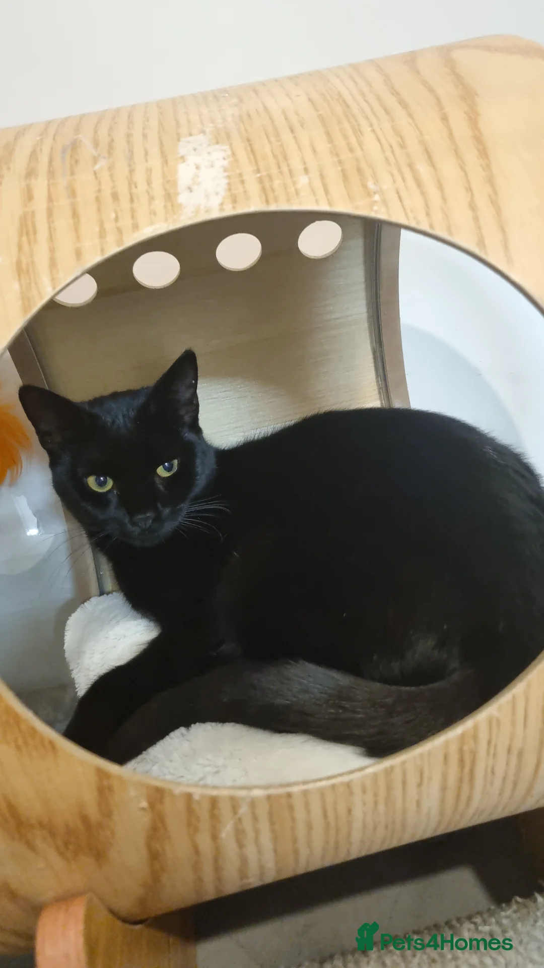 Domestic Shorthair cats for sale: Lovely Black Male Kitten - Advert 1