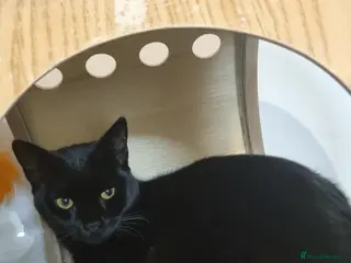 Domestic Shorthair cats Lovely Black Male Kitten - Advert 2