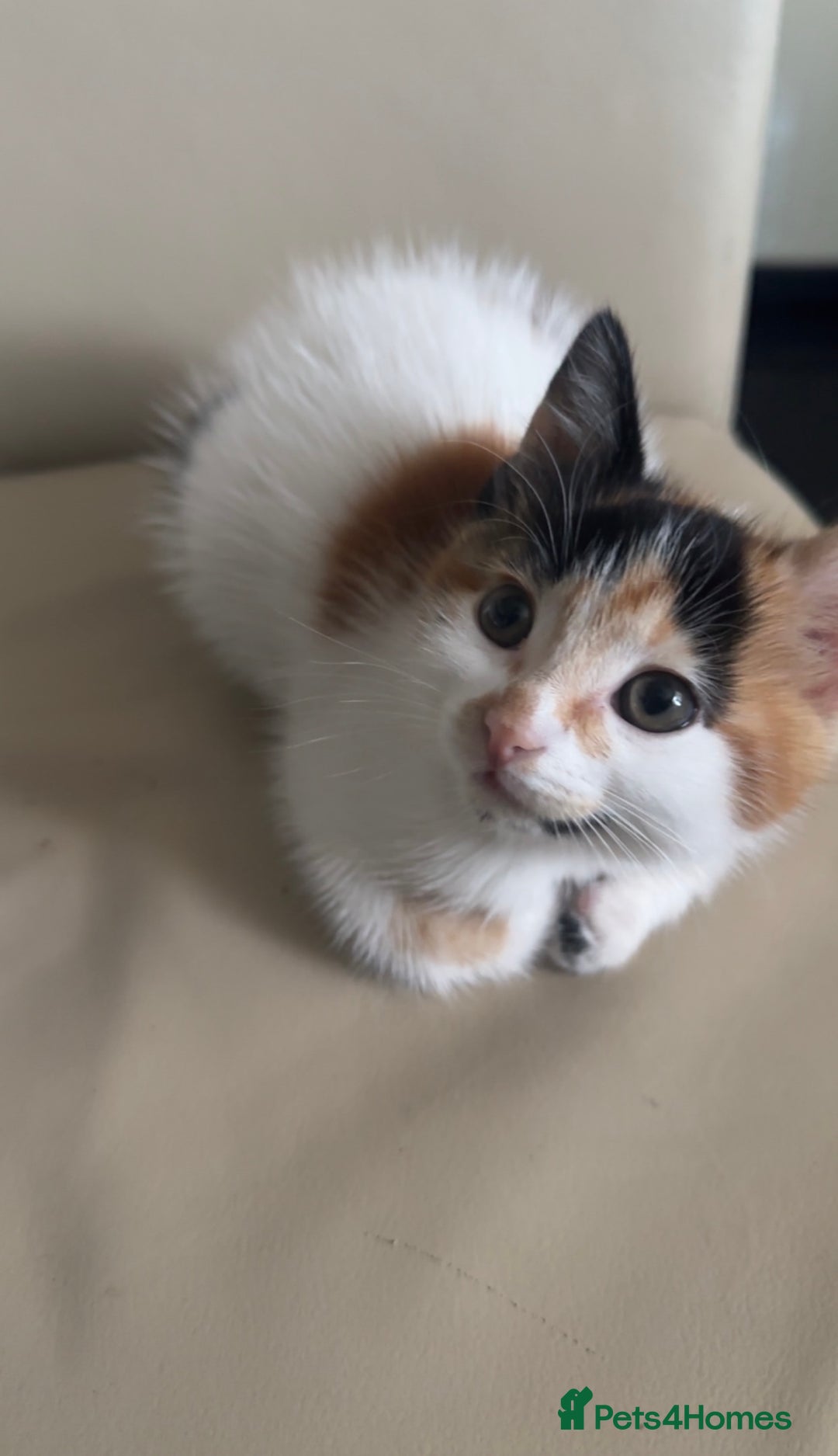 Domestic Shorthair cats for sale: semi long hair girl 9 weeks old/ price negotiable  - Image 8