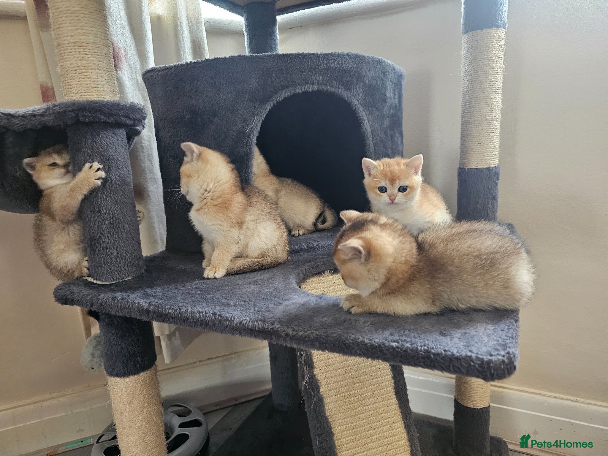 British Shorthair cats British golden kitten - Advert 7
