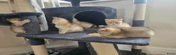 British Shorthair cats for sale: British golden kitten - Advert 1