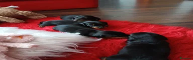 Dachshund 4