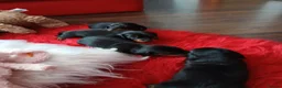 Dachshund dogs for sale: Sweet puppys in Taunton - Advert 4