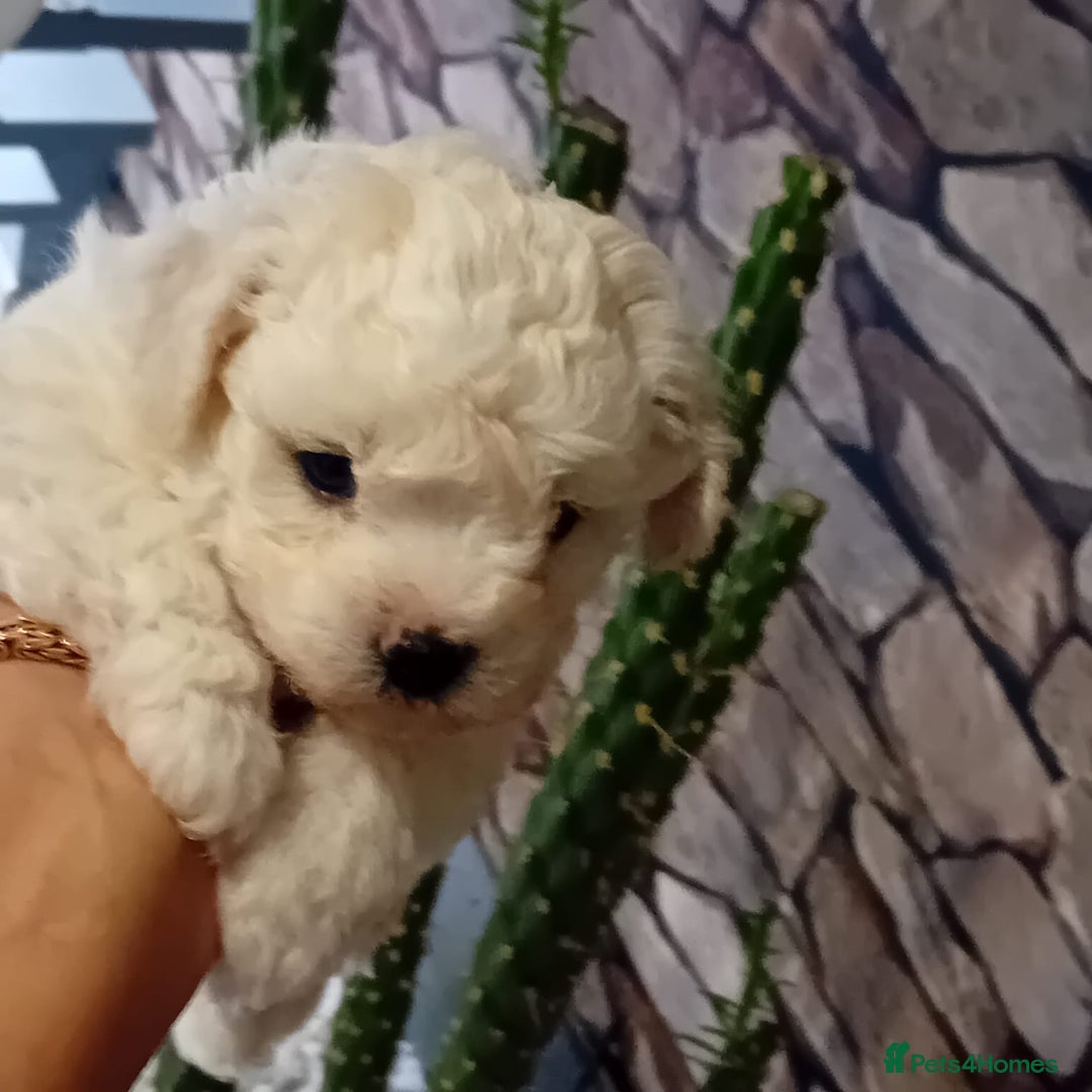 Bichon Frise dogs for sale: Bichon Frise 4 boys ( only 1 boy left ) - Advert 7