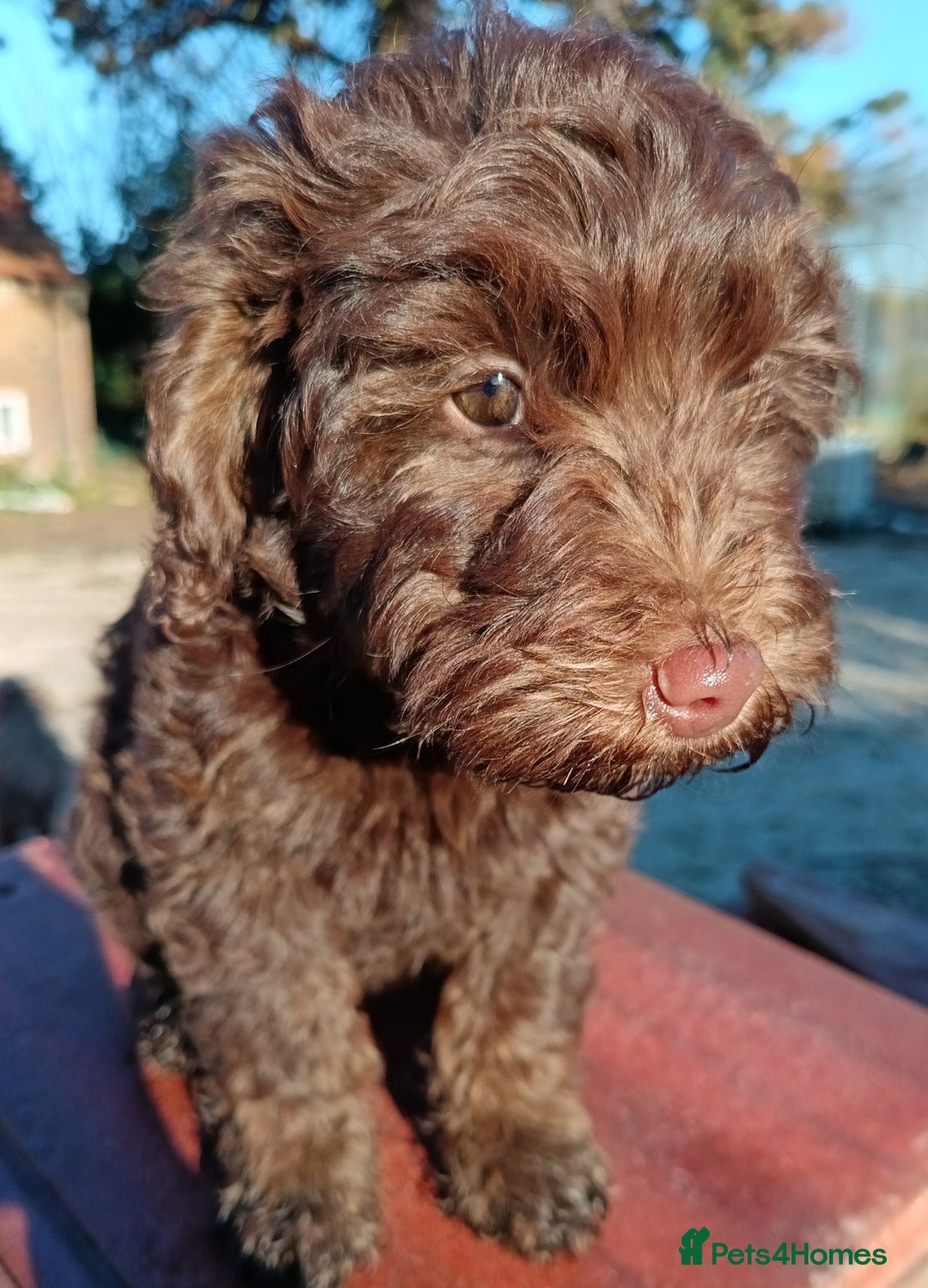 Australian Labradoodle dogs for sale: Health Tested ✔️ BOTH✔️ Parents HIP& ELBOW scored - Advert 1