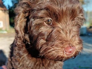 Australian Labradoodle dogs Health Tested ✔️ BOTH✔️ Parents HIP& ELBOW scored - Advert 9