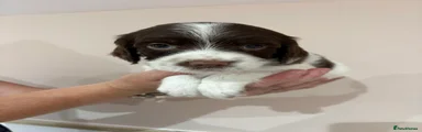 English Springer Spaniel 7