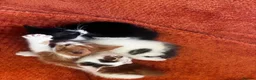 Domestic Shorthair cats for sale: Exceptionally friendly cute kittens for sale in Glasgow - Advert 8