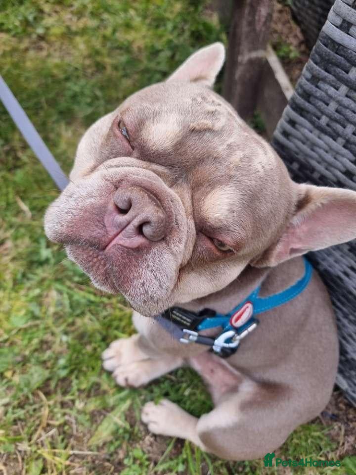 French Bulldog dogs Wallace our beautiful frenchie - Advert 12