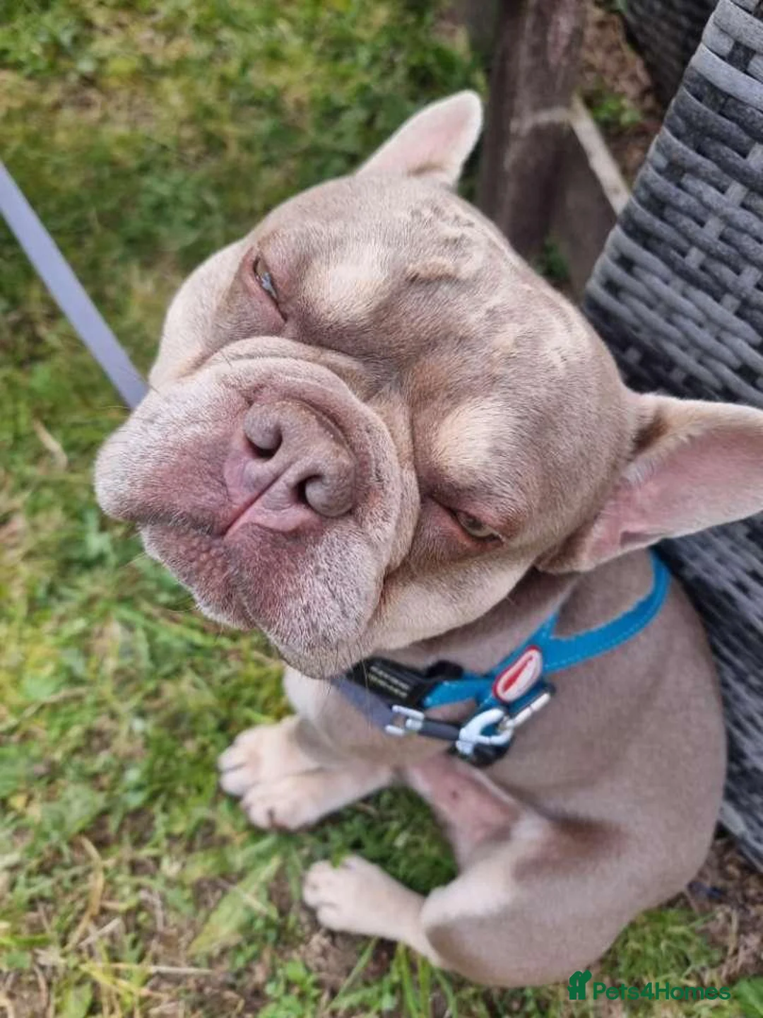 French Bulldog dogs for sale: Wallace our beautiful frenchie in Hull - Advert 1