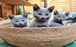 Russian Blue cats for sale: Pedigree Russian blue kittens NORTH LONDON  - Advert 8