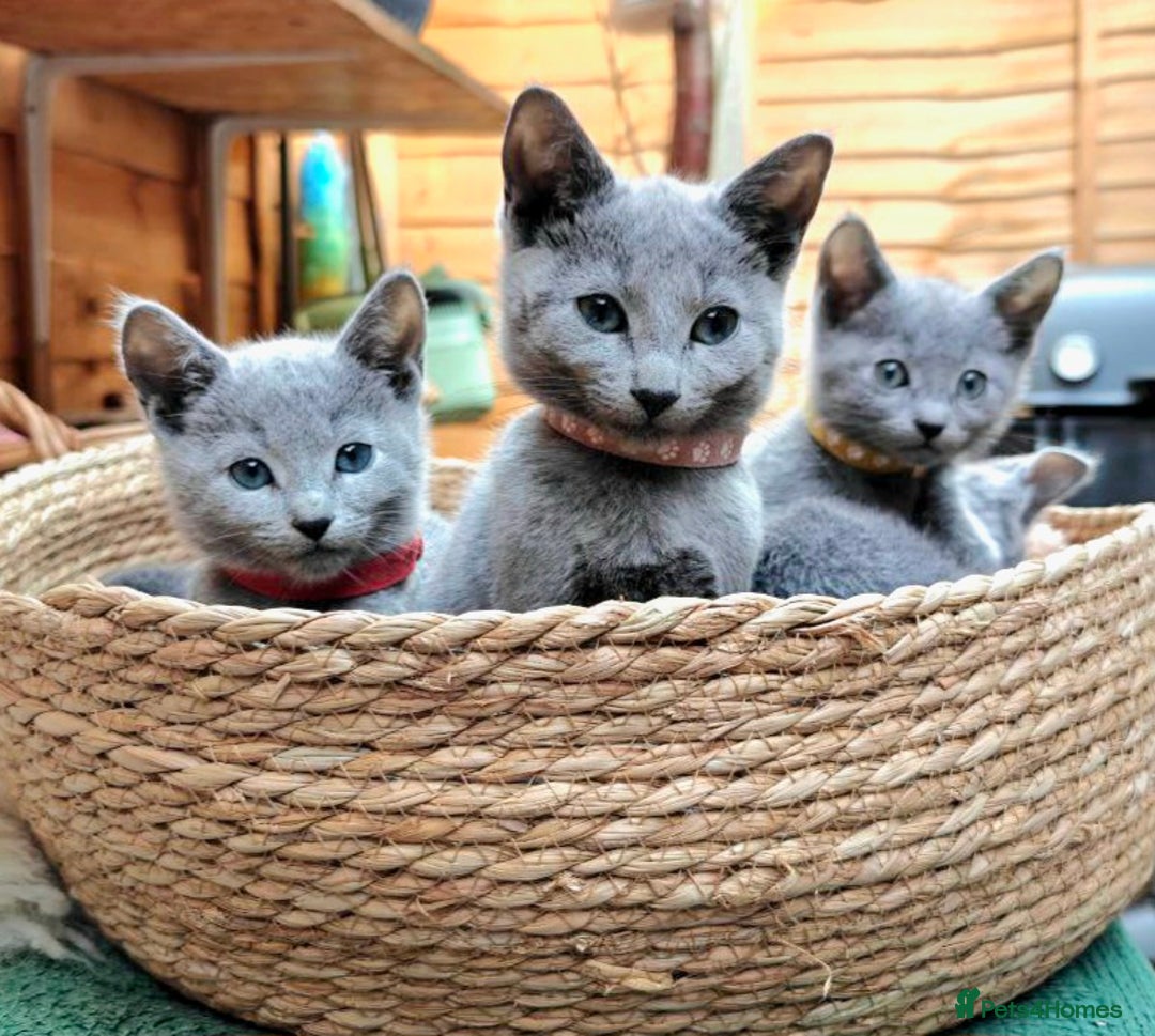 Russian Blue cats for sale: Pedigree Russian blue kittens NORTH LONDON  - Advert 8