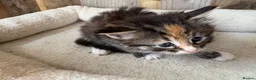 Maine Coon cats for sale: 3 beautiful mainecoon cross girls   - Advert 9