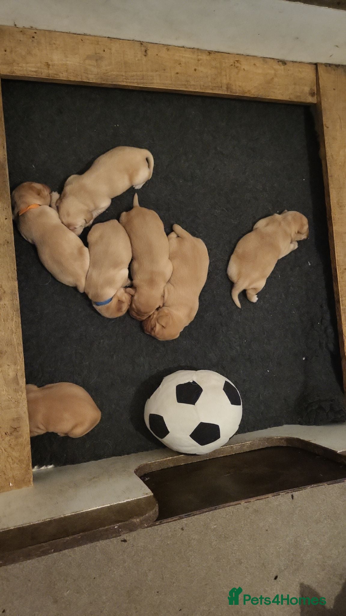 Labrador Retriever dogs Labrador puppies - Advert 5