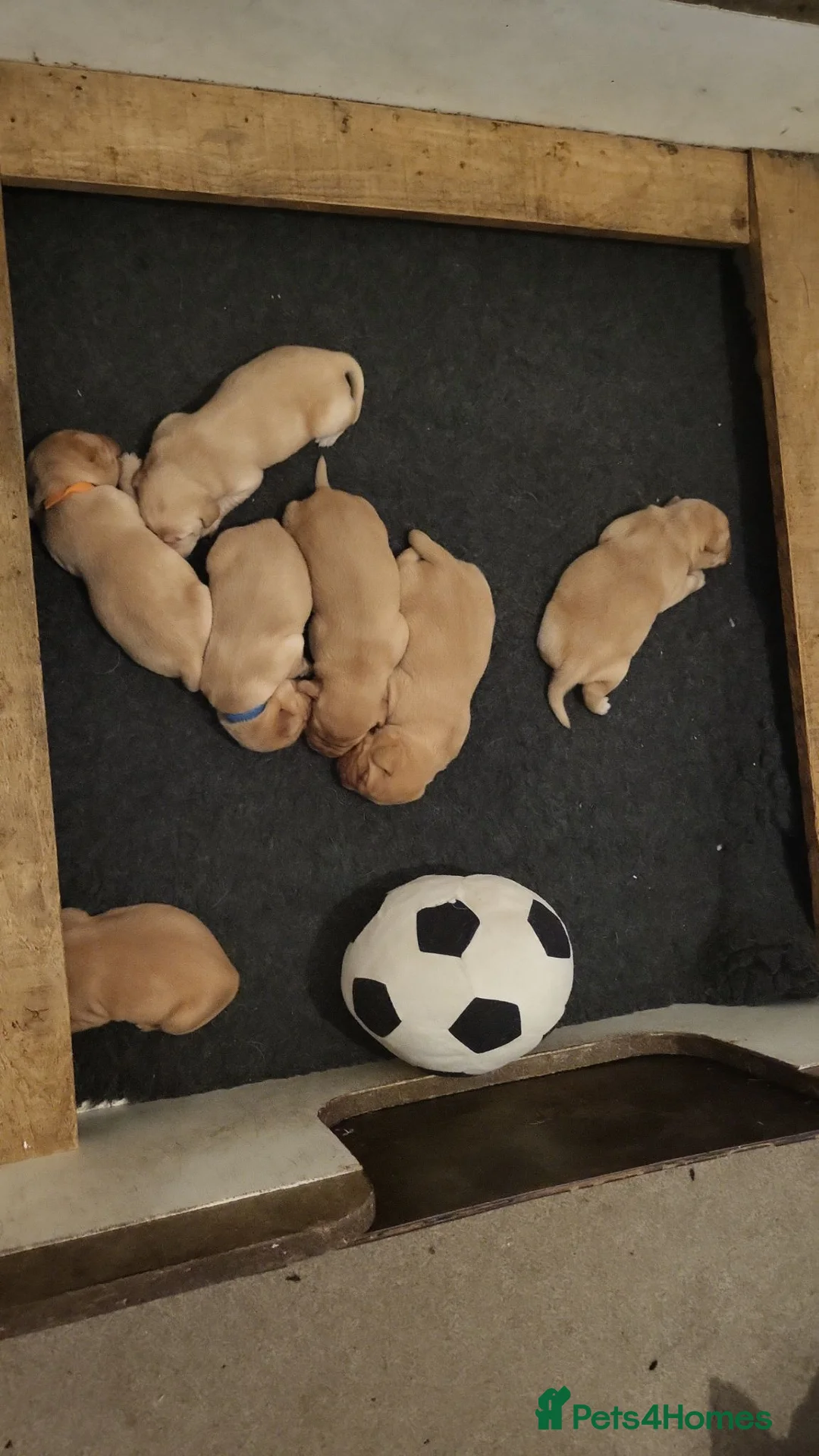 Labrador Retriever dogs for sale: Labrador puppies - Advert 1