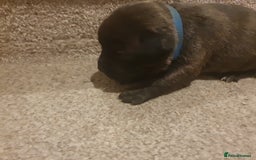 Staffordshire Bull Terrier dogs for sale: Staffordshire Bull Terrior Pups - 9 in total. - Image 28