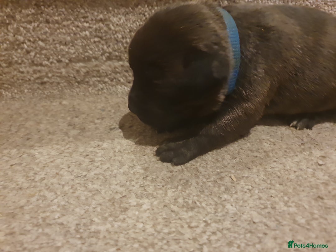 Staffordshire Bull Terrier dogs for sale: Staffordshire Bull Terrior Pups - 9 in total. - Image 28
