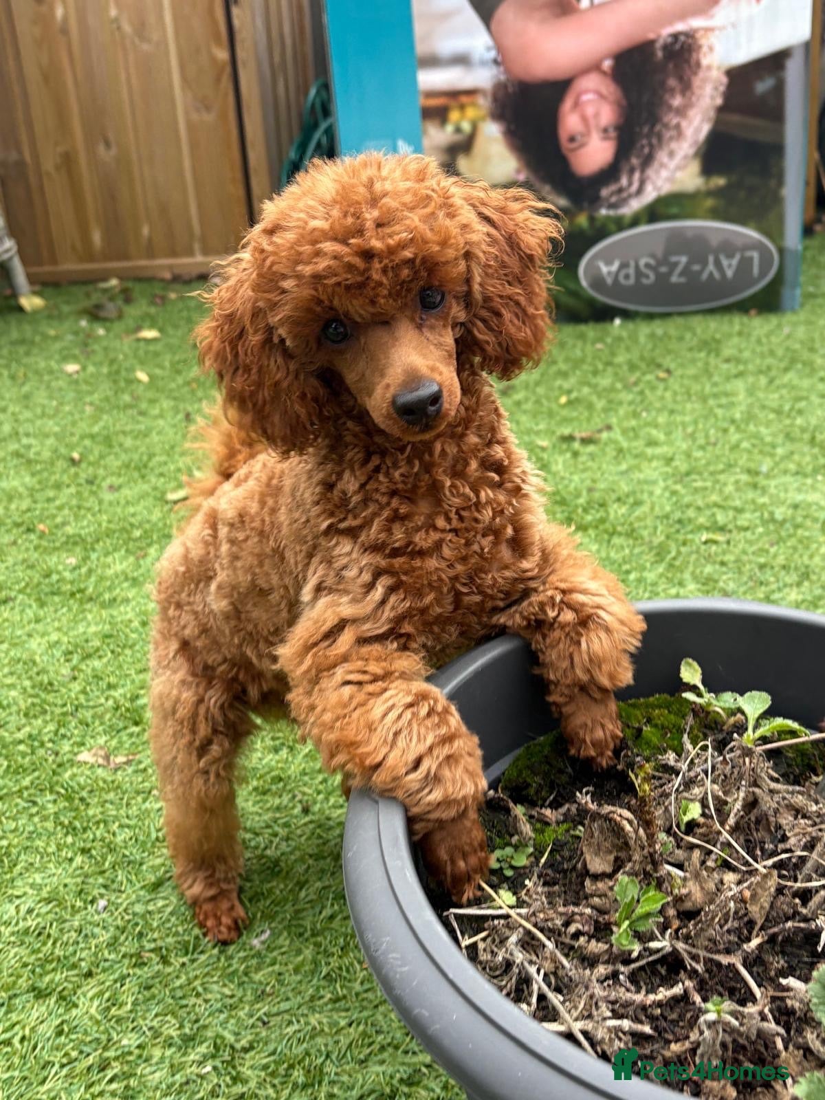 Toy Poodle dogs Stunning Male Toy Poodle - Advert 1