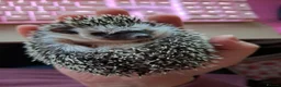 Pygmy Hedgehog rodents for sale: African Pygmy Hedgehog - Advert 2